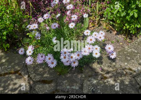 Bei fiori bianchi di Dimorphotheca pluvialis anche conosciuto come capo pioggia margherita, marigold, Meteo profeta, Foto Stock