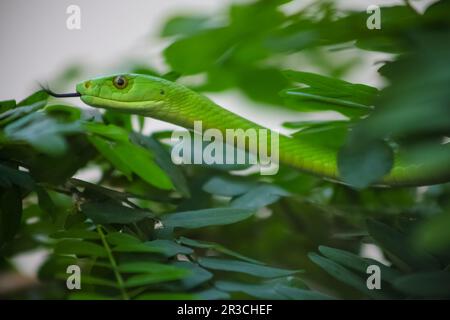 Serpente verde velenoso dell'albero di Mamba Foto Stock