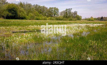 Terreno palustre, torba, piante fiorite e un sacco di verde nella riserva naturale vicino alla città di Junne comune di Overijssel, Paesi Bassi Foto Stock