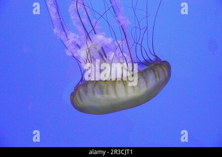 Una medusa del Mar Pacifico galleggia in una piscina di marea lungo la costa centrale dell'Oregon Pacifico. Foto Stock