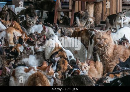 Gatti a Rumah Kucing Parung, un rifugio per gatti malati e feriti abbandonati a Bogor, Giava Occidentale, Indonesia, il 23 maggio 2023 Foto Stock