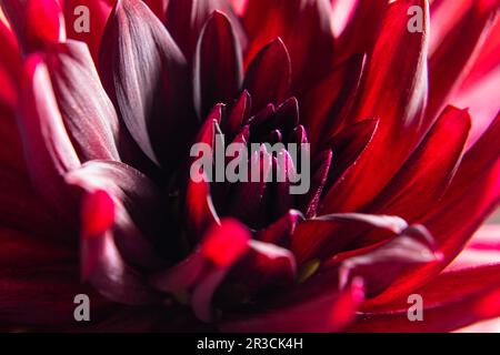 Red dahlia fiore cuore molto da vicino Foto Stock