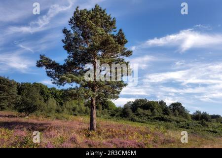 Pino Pinus sylvestris o Scot nella foresta di Ashdown la domenica pomeriggio, Sussex orientale, sud dell'Inghilterra Foto Stock