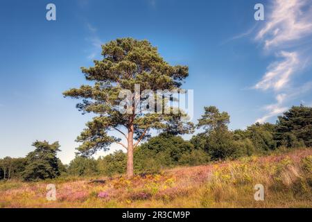 Pino Pinus sylvestris o Scot nella foresta di Ashdown la domenica pomeriggio, Sussex orientale, sud dell'Inghilterra Foto Stock