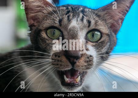 Il volto di un gatto in primo piano con uno sfondo nebuloso Foto Stock