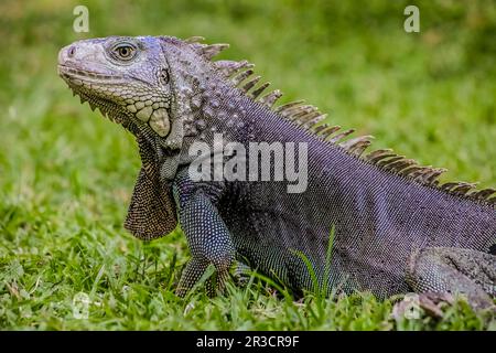 Primo piano di un animale domestico Iguana di colore grigio e blu su un prato verde Foto Stock