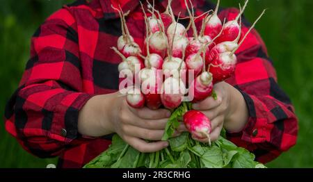 il ragazzo sta tenendo un mazzo di ravanelli appena raccolti. messa a fuoco selettiva Foto Stock