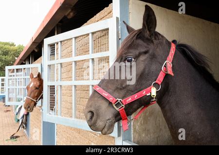 Teste di cavalli che scoppano dalle porte stalle Foto Stock