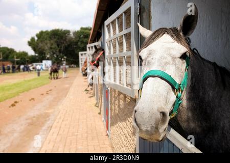 Teste di cavalli che scoppano dalle porte stalle Foto Stock