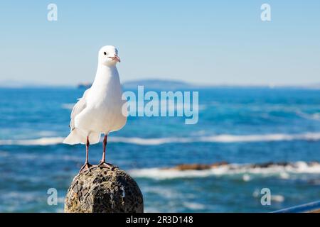 Primo piano di un gabbiano a Sea Point Città del Capo Sud Africa Foto Stock