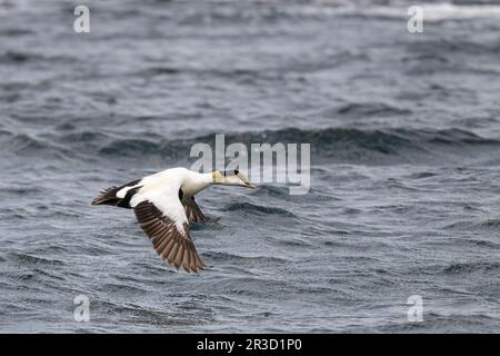 Un'anatra maschio Common Eider (Somateria mollisima) che vola in basso lungo la superficie dell'Oceano Atlantico al largo della costa del Maine, USA. Foto Stock