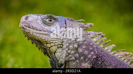 Primo piano di un Iguana sull'erba Foto Stock