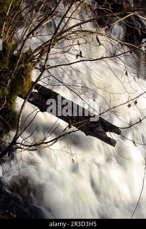 Strana nell'Afon Mellte vicino alle vecchie opere di Gunpowder, Pontneddfechan. Foto Stock