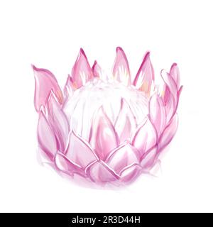 Acquerello disegno rosa protea. Fiore tropicale. Isolare su sfondo bianco. Foto Stock