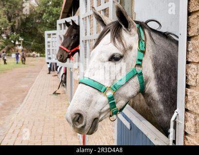 Teste di cavalli che scoppano dalle porte stalle Foto Stock