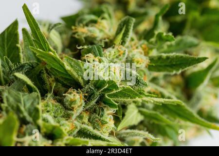 Macro close up di un medico di cannabis pianta di Marijuana con focus sul fiore resinoso Foto Stock