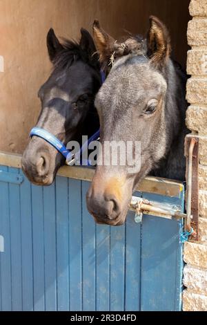 Teste di cavalli che scoppano dalle porte stalle Foto Stock