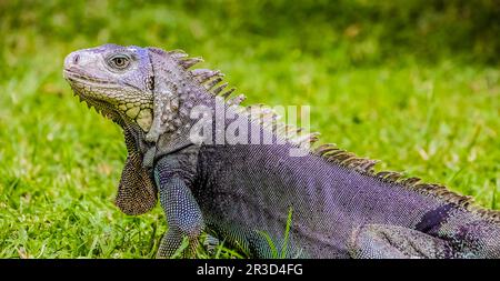 Primo piano di un Iguana sull'erba Foto Stock