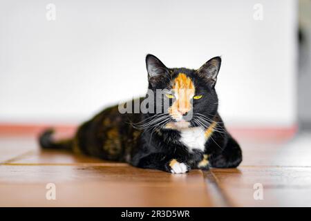 Calico tortoiseshell gatto tabby sdraiato su un balcone Foto Stock