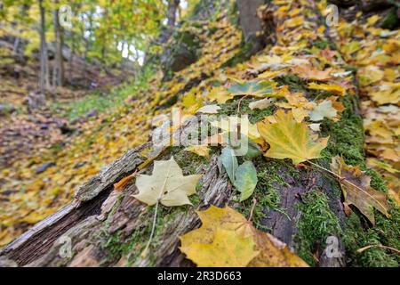Vecchio tronco d'albero in autunno Foto Stock