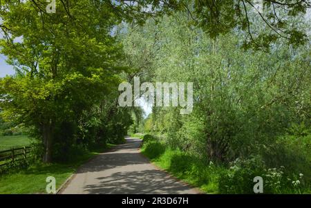 Vista lungo il Beck (canale) sulla destra e il Figham pascolo sulla sinistra con gli alberi nella bella primavera mattina a Beverley, Yorkshire, Regno Unito. Foto Stock