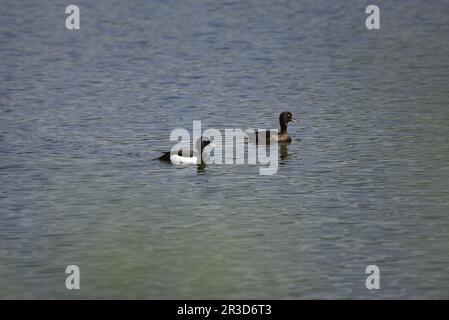 Coppia di anatre Tufted (Aythya fuligula) nuotare da sinistra a destra su un lago in un giorno di sole, il cielo blu riflesso in acqua, preso nel Regno Unito nel mese di maggio Foto Stock