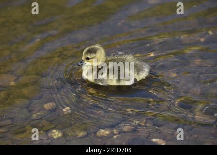 Gosling dell'oca del Canada (branta canadensis) nel profilo di sinistra nel mezzo di una piscina chiara poco profonda dell'acqua con le goccioline d'acqua sul corpo, preso nel Regno Unito Foto Stock