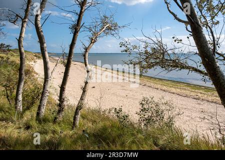 Spiaggia vicino a Hedehusum, Utersum, Mare del Nord isola FÃ¶hr Foto Stock