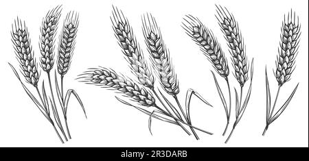 Grano o spighe di Barley. Illustrazione disegnata a mano per l'etichetta del pane in stile vintage Foto Stock