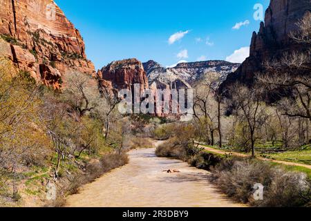 Virgin River; Lower Emerald Pools Trail; Zion National Park; Utah; USA Foto Stock