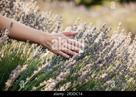 Godere della natura intatta è possibile attraverso il tocco Foto Stock