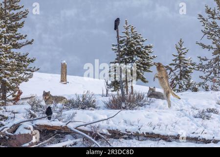 Un giovane lupo del Wapiti Pack salta in aria per inseguire un corvo nel Parco Nazionale di Yellowstone Foto Stock