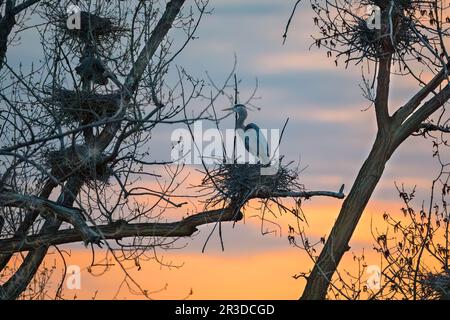 Great Blue Heron Rookery at Sunset a Minneapolis, Minnesota, al Marshall Terrace Park sul fiume Mississippi Foto Stock