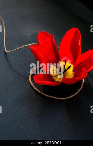 Tulipano rosso su fondo scuro con arco naturale legato organico. Cartolina da parati per le vacanze. San Valentino madri Womans Day. Saluto Foto Stock