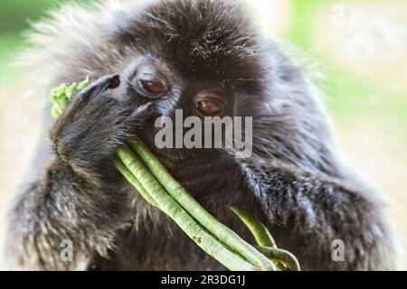 Langur berretto bianco e nero in Borneo Foto Stock