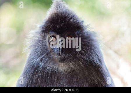 Langur berretto bianco e nero in Borneo Foto Stock