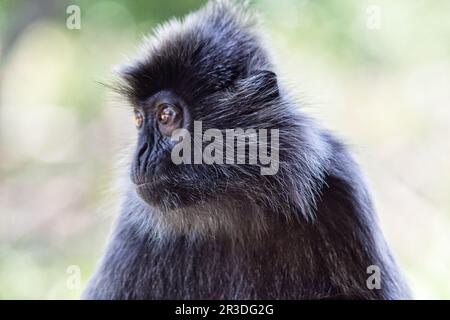 Langur berretto bianco e nero in Borneo Foto Stock