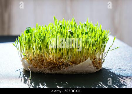 Grano germogliato sulla tavola. Radici, cibo, salute. Germogli verdi micro. Biologico, vegano concetto di cibo sano. Piantine per giardinaggio in casa Foto Stock