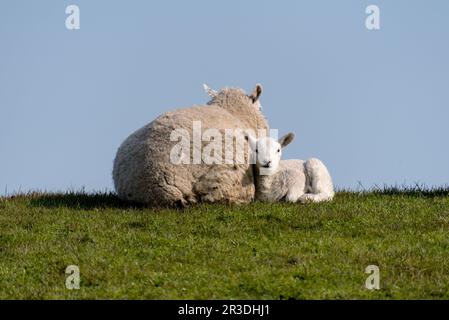 Pecora con agnelli sulla diga di Westerhever vicino a St. Peter-Ordine Foto Stock