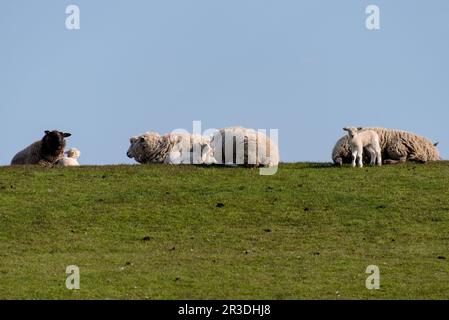 Pecora con agnelli sulla diga di Westerhever vicino a St. Peter-Ordine Foto Stock