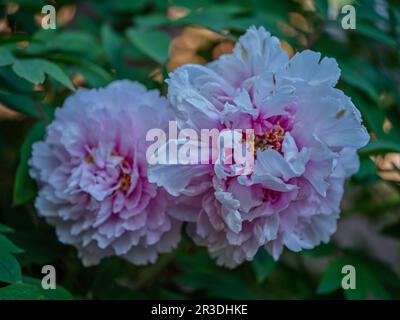 Due peonie rosa primo piano Foto Stock
