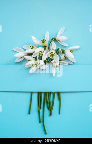 Composizione con fiori di neve su sfondo colorato, layout creativo realizzato con fiori di neve su sfondo blu brillante. FLA Foto Stock