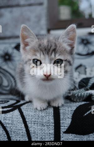 Il gattino è sdraiato e appoggiato sul divano esterno, ritratto primo piano vista frontale. Un bel giovane tricolore mongrel di strada gatto con grandi occhi curiosi Foto Stock