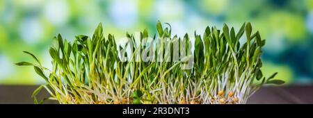 Grano germogliato su sfondo naturale. Radici, cibo, salute. Germogli verdi micro. Biologico, vegano concetto di cibo sano. Giardeni casa Foto Stock