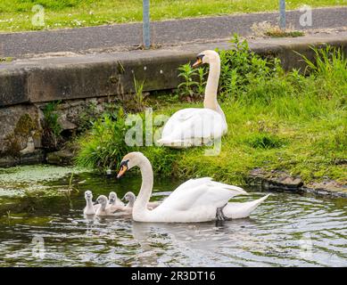 Union Canal, Scozia, Regno Unito, 23rd maggio 2023. UK Weather: Sole primaverile lungo il canale alzaia. Nella foto: Cigni muti con giovani cogneti che nuotano nel canale. Credit: Sally Anderson/Alamy Live News Foto Stock