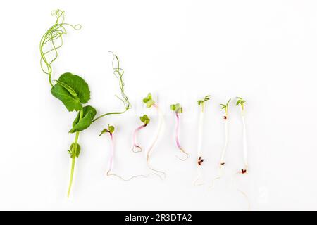 Collage di diversi microgreens su sfondo bianco. Foto Stock