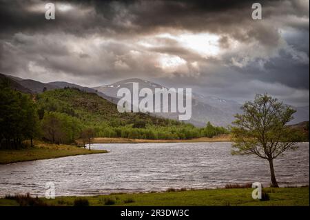 Loch Carrie a Glen Cannich in una serata primaverile selvaggia. Foto Stock