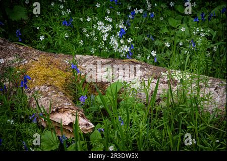 Questo piccolo pezzo di terreno boscoso è dalla strada che corre da Drumnadrochit fino Glen Coiltie, lo passo praticamente ogni giorno come vado circa la vita quotidiana Foto Stock