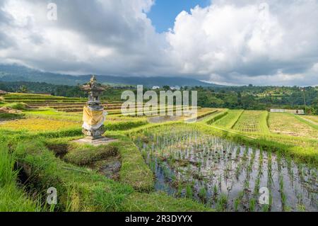 Terrazze di riso di Jatiluwih a Bali, Indonesia Foto Stock