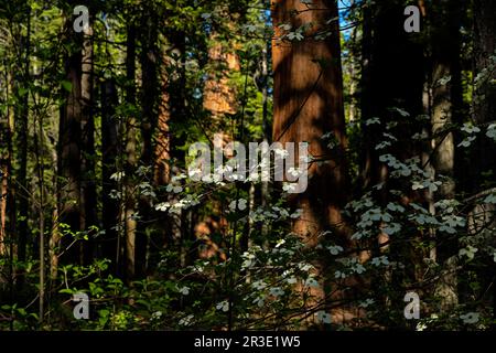 Fioritura di Dogwood nel Calaveras Big Trees state Park, California Foto Stock